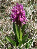 Dactylorhiza sambucina Zuriza aldean
