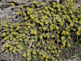 Thymelaea nivalis, Petraficha mendian