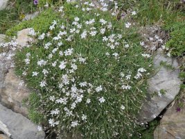 Gypsophila repens, Budogiaren hegoaldeko isurialdean