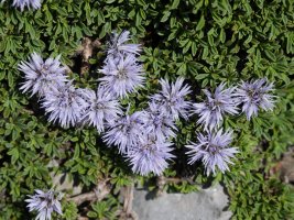 Globularia repens