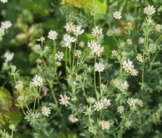 Dorycnium pentaphyllum, Irurtzun aldean