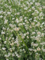 Dorycnium pentaphyllum Irurtzun aldean