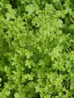 Ranunculus parviflorus