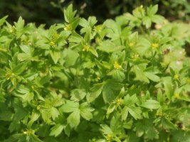 Ranunculus parviflorus Irurtzun aldean