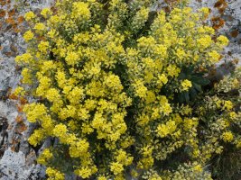 Alyssum montanum, gandorraren erdian, karaitzari lotuta.