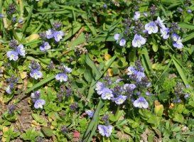 Veronica serpyllifolia Oza aldean