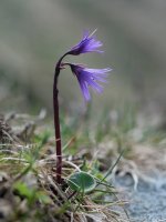 Soldanella alpina, Atxerito iboiaren inguruan
