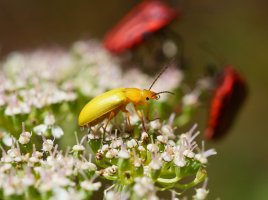 Seseli libanotis, Borregil mendian