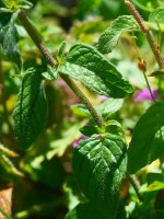 Satureja vulgaris