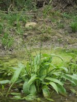 Alisma lanceolatum Etxeberri (Arakil) aldean