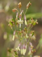 Silene nutans Arakilen