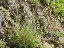 Silene nutans Arakilen