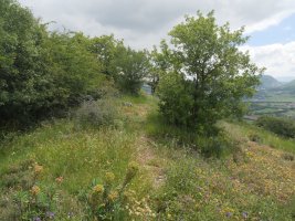 Arritxiki tontorra
