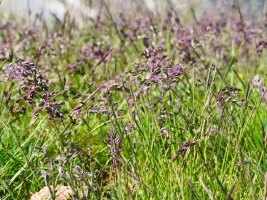 Poa Alpina Tortiella tontorrean