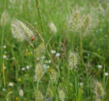 Cynosurus echinatus Urbasan