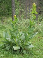Gentiana lutea, Ozako kanpinaren inguruetan