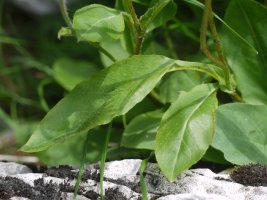 Hieracium cerinthoides Aralarren