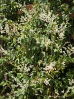 Fallopia aubertii, Aizpun herriko etxe baten atarian