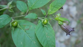 Atropa belladonna Irati aldean