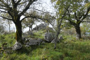 Laba tontorra