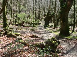 Eskasetik Artikutzara jaisten den bideko pasarte bat