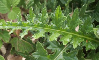 Cirsium tuberosum Harana aldean