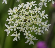 Heracleum sphondylium sphondylium Harana aldean
