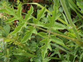 Heracleum sphondylium sphondylium Harana aldean