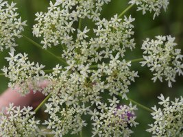 Heracleum sphondylium sphondylium Harana aldean