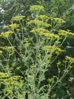 Pastinaca sativa sylvestris Harana aldean