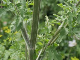 Pastinaca sativa sylvestris Harana aldean