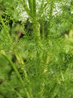 Ligusticum lucidum Kontrastatik gertu