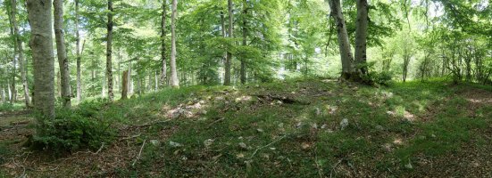 Kortagaña trikuharria