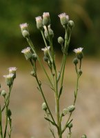 Erigeron acer Urbasa aldean