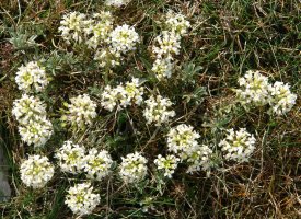 Alyssum lapeyrousianum Etxauri aldean