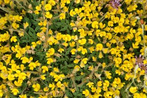 Argyrolobium zanonii Ekoiengo Gainean