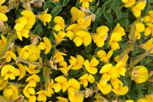 Argyrolobium zanonii Ekoiengo Gainaren inguruan