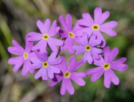 Primula farinosa Oza aldean