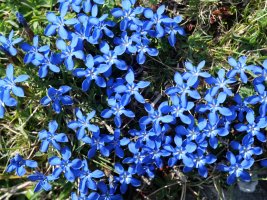 Gentiana verna, Oza aldean