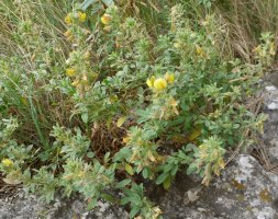 Ononix natrix natrix Eraul aldean