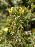 Ononix natrix natrix Eraul aldean