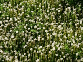 Taraxacum officinale, Ansoko soro batean