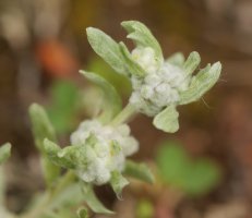 Bombycilaena erecta Erga mendian