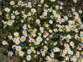 Anthemis arvensis Virgen de la Peña tontorretik gertu