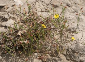 Fumana ericifolia Egiarreta inguruan