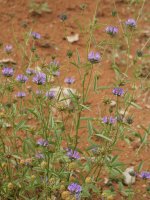 Bituminaria bituminosa Egiarreta aldean