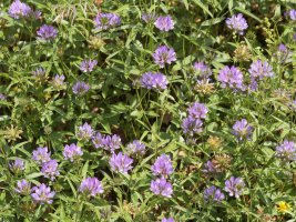 Bituminaria bituminosa Egiarreta aldean