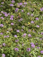 Bituminaria bituminosa Egiarreta aldean