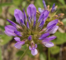 Bituminaria bituminosa Egiarreta aldean