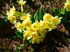 Primula elatior intricata